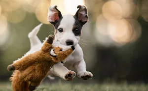 I Captured Dogs On The Run, And The Results Are The Most Adorable Faces Of Joy (12 Pics)