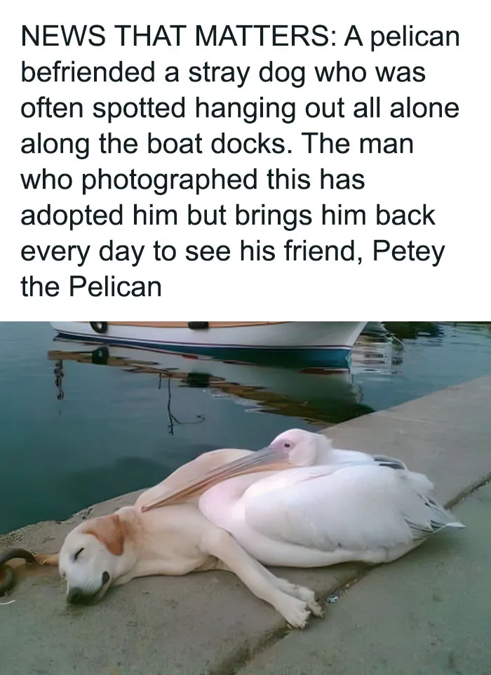 50 Randomly Wholesome Posts That May Be Just What You Needed For A Happiness Boost