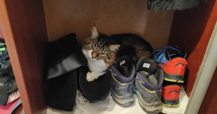 Hey Pandas, Share Photos Of Your Pets, Where They're Doing What They Shouldn't (Closed)