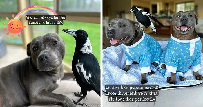 Molly The Magpie Is Returning Home After Online Battle To Reunite Him With Beloved Doggy BFF