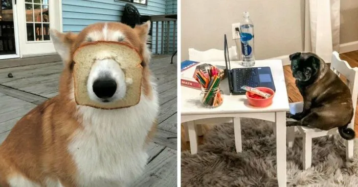 Hey Pandas, Show Me A Picture Of Your Pet Being Strange (Closed)