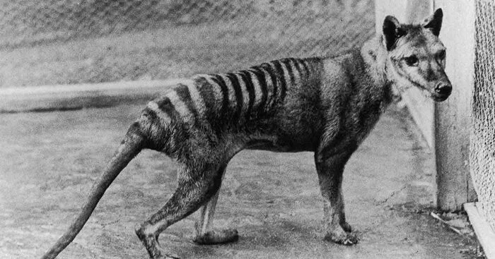 Hey Pandas, Show Me Some Of The Coolest Or Weirdest Animals That Don't Exist Anymore (Closed)