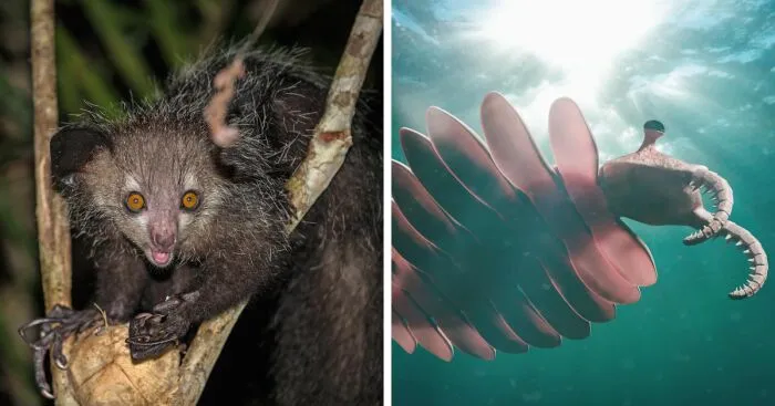 Hey Pandas, Show Me A Pic Of The Strangest Animal You've Seen Or Heard Of (Closed)