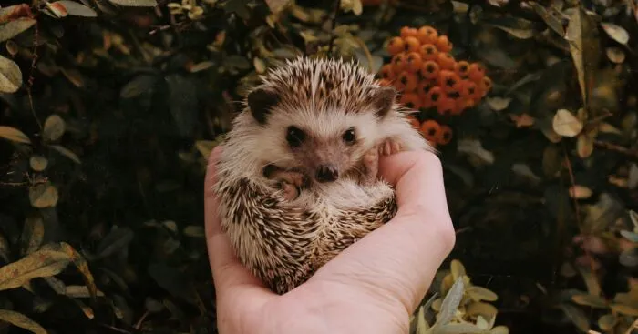 Hey Pandas, Share A Picture Of Your Pet Hedgehog (Closed)