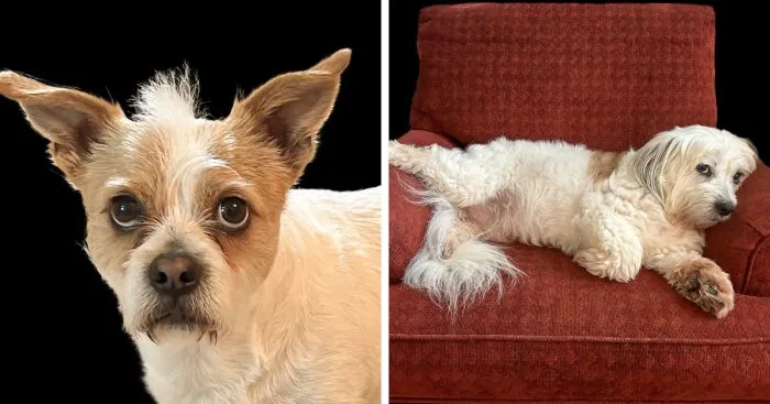 Why I Love Dogs: Humans vs. Canines (20 Pics)