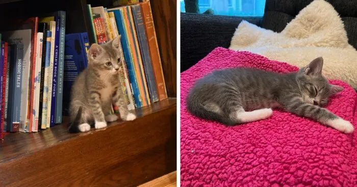 Here Are Photos Of My Cats When They Were Little (16 Pics)