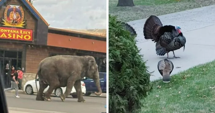 Hey Pandas, What's The Most Out-Of-Place Thing You Have Seen This Week? (Closed)