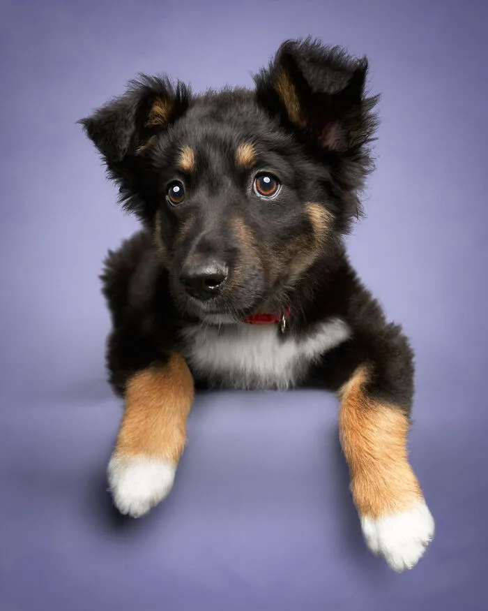 As A Pet Photographer, I Help Rescue Dogs Find Their Forever Homes By Doing Proper Photoshoots (16 Pics)