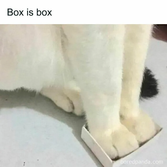This Facebook Group Shares Top-Quality Cat Memes, And Here Are The 50 Best Ones (New Pics)