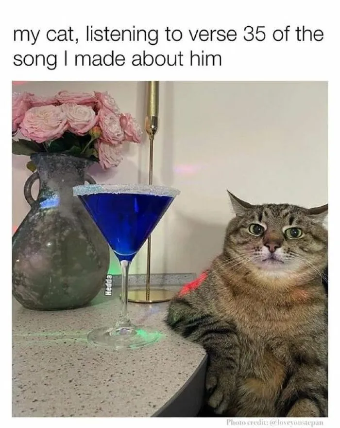 This Facebook Group Shares Top-Quality Cat Memes, And Here Are The 50 Best Ones (New Pics)