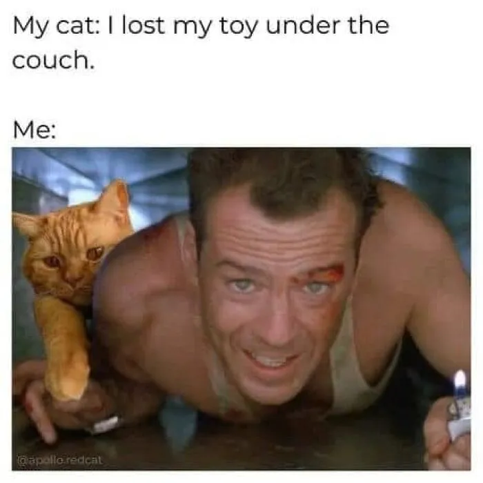 This Facebook Group Shares Top-Quality Cat Memes, And Here Are The 50 Best Ones (New Pics)