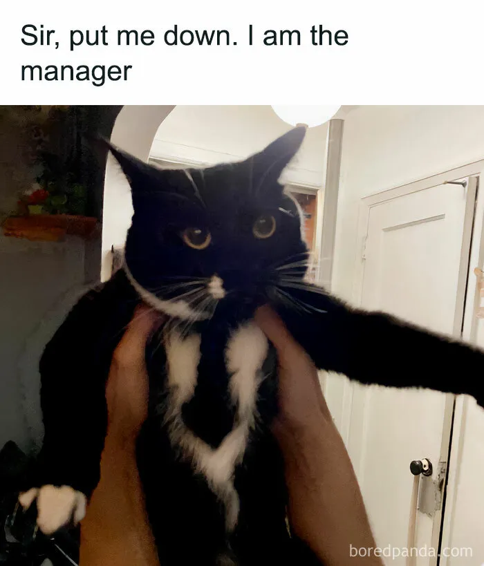 This Facebook Group Shares Top-Quality Cat Memes, And Here Are The 50 Best Ones (New Pics)