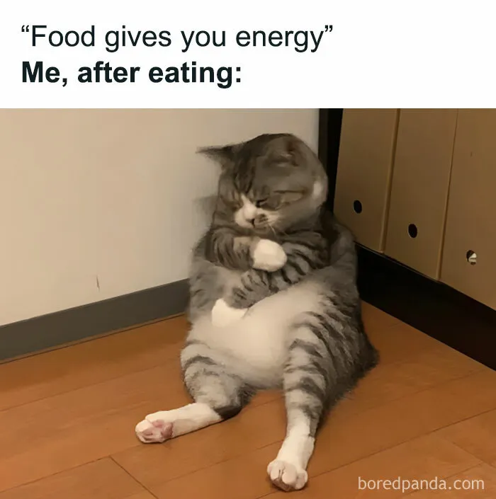 This Facebook Group Shares Top-Quality Cat Memes, And Here Are The 50 Best Ones (New Pics)