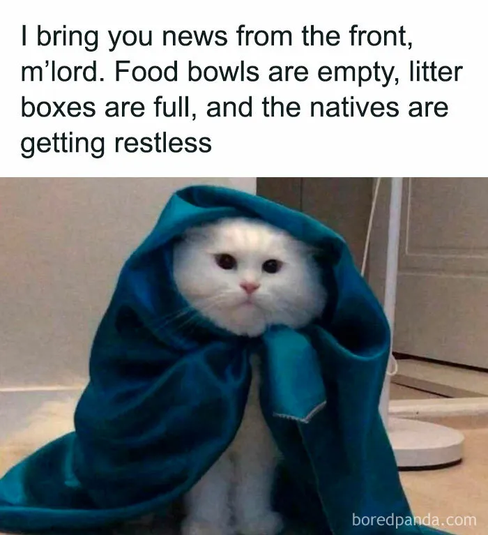 This Facebook Group Shares Top-Quality Cat Memes, And Here Are The 50 Best Ones (New Pics)