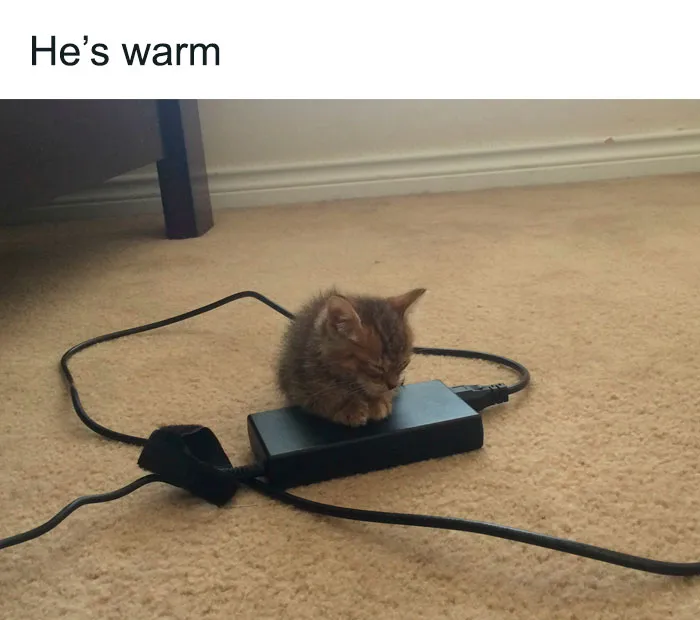 This Facebook Group Shares Top-Quality Cat Memes, And Here Are The 50 Best Ones (New Pics)