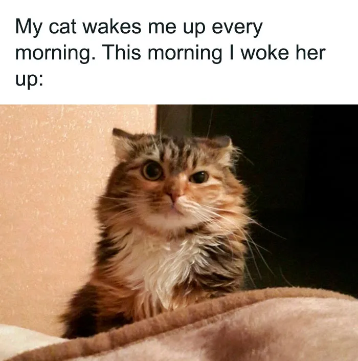This Facebook Group Shares Top-Quality Cat Memes, And Here Are The 50 Best Ones (New Pics)
