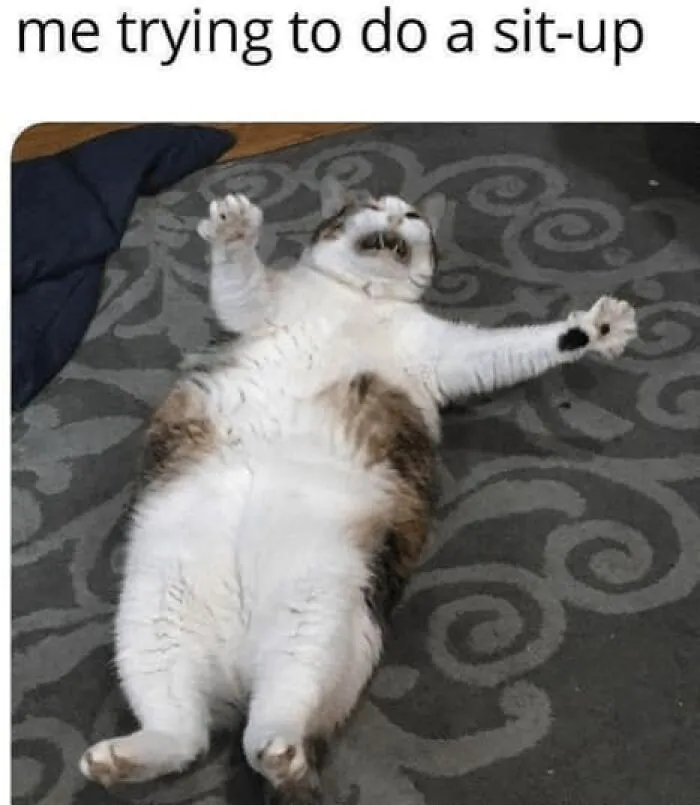 This Facebook Group Shares Top-Quality Cat Memes, And Here Are The 50 Best Ones (New Pics)