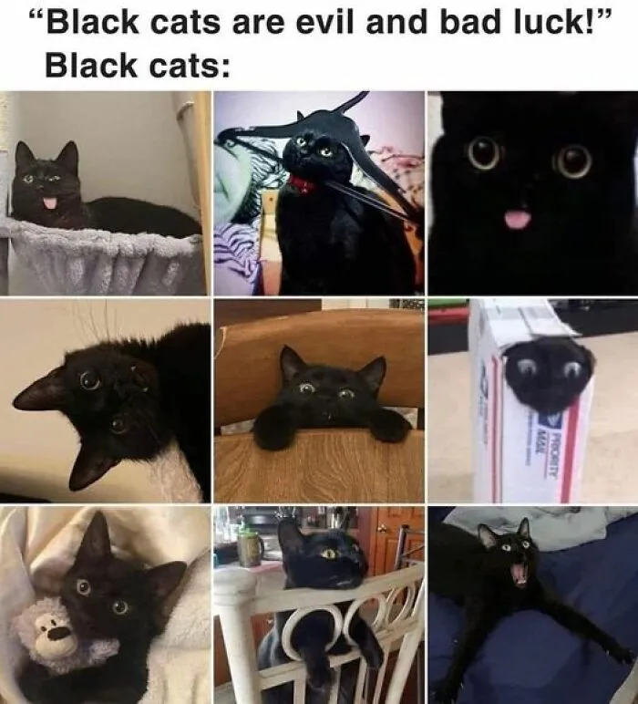 This Facebook Group Shares Top-Quality Cat Memes, And Here Are The 50 Best Ones (New Pics)