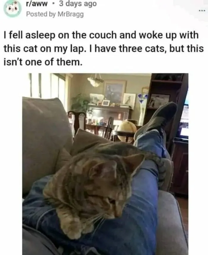This Facebook Group Shares Top-Quality Cat Memes, And Here Are The 50 Best Ones (New Pics)