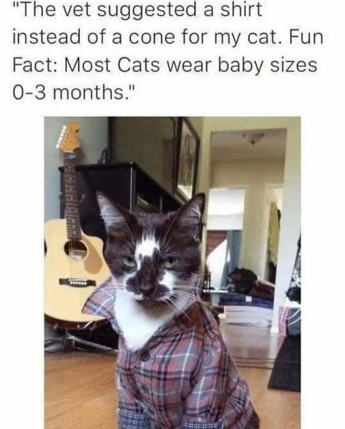 This Facebook Group Shares Top-Quality Cat Memes, And Here Are The 50 Best Ones (New Pics)