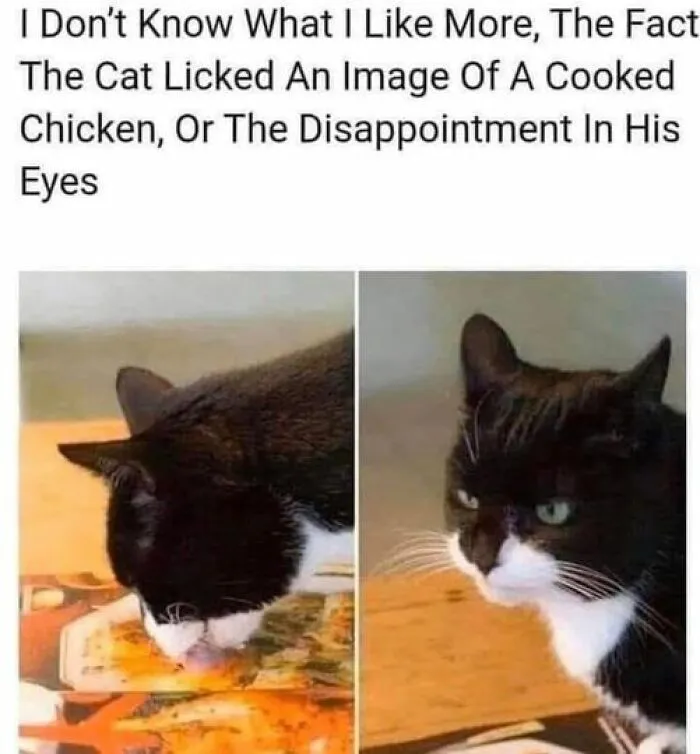 This Facebook Group Shares Top-Quality Cat Memes, And Here Are The 50 Best Ones (New Pics)