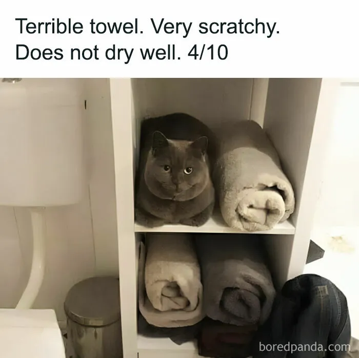 This Facebook Group Shares Top-Quality Cat Memes, And Here Are The 50 Best Ones (New Pics)