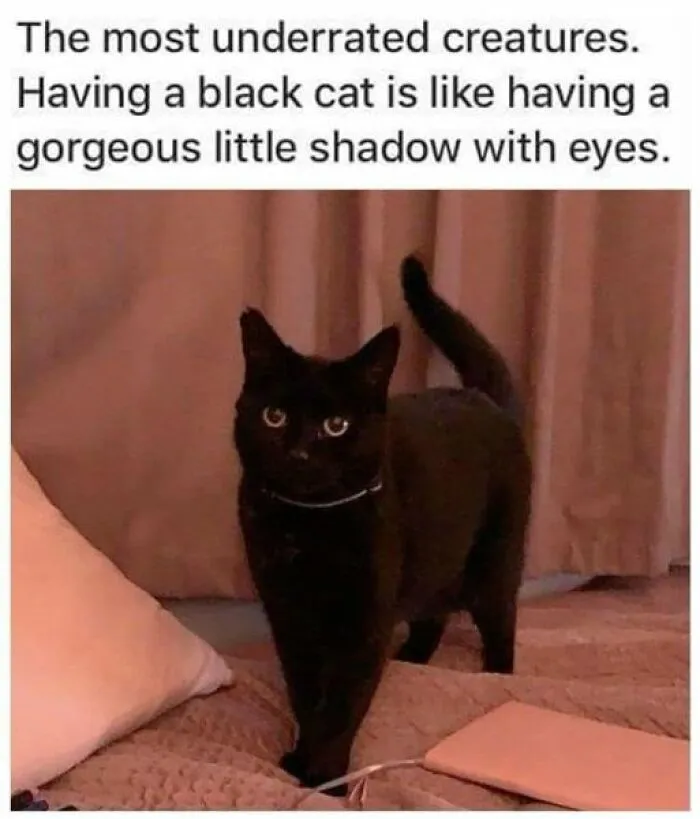 This Facebook Group Shares Top-Quality Cat Memes, And Here Are The 50 Best Ones (New Pics)
