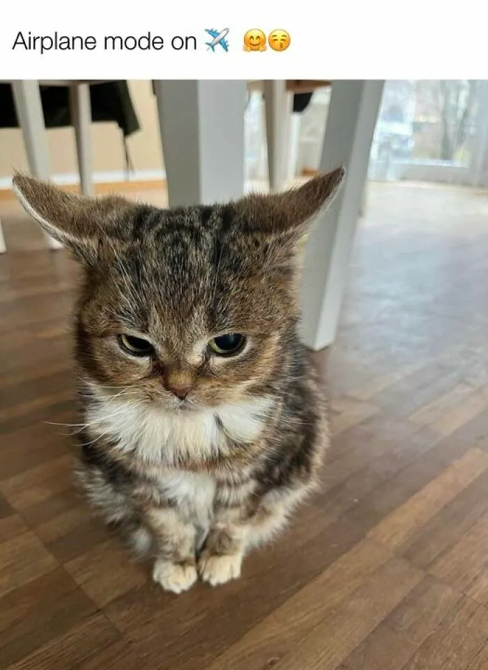 This Facebook Group Shares Top-Quality Cat Memes, And Here Are The 50 Best Ones (New Pics)