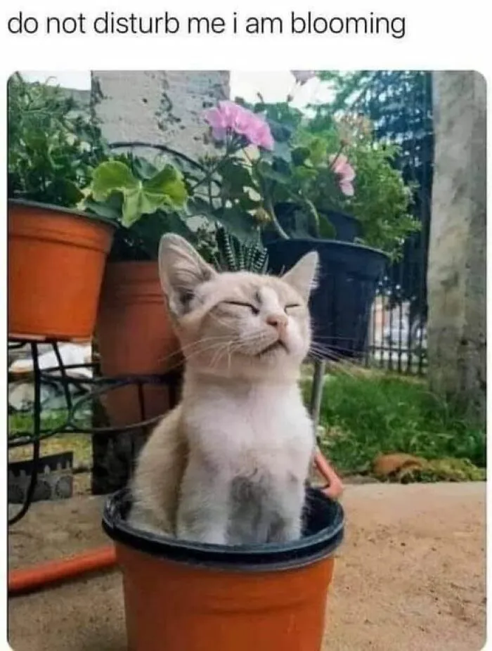 This Facebook Group Shares Top-Quality Cat Memes, And Here Are The 50 Best Ones (New Pics)