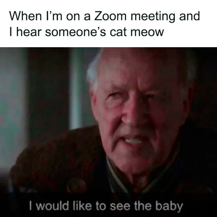 This Facebook Group Shares Top-Quality Cat Memes, And Here Are The 50 Best Ones (New Pics)