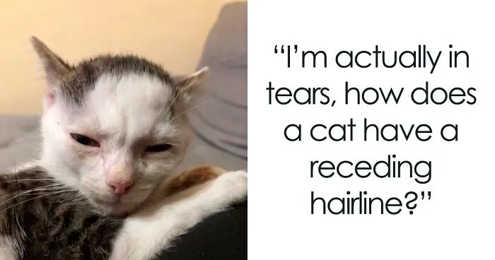 This Facebook Group Shares Top-Quality Cat Memes, And Here Are The 50 Best Ones (New Pics)
