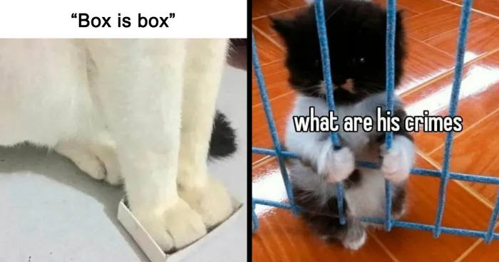 This Facebook Group Shares Top-Quality Cat Memes, And Here Are The 50 Best Ones (New Pics)