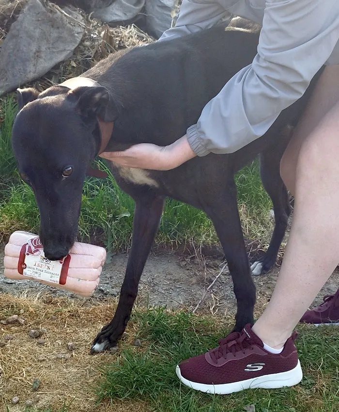 Stole Sausages While Cooking A BBQ