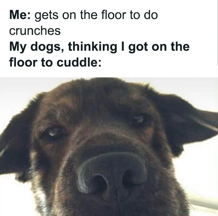 50 Hilariously Wholesome Dog Memes To Brighten Up Your Day