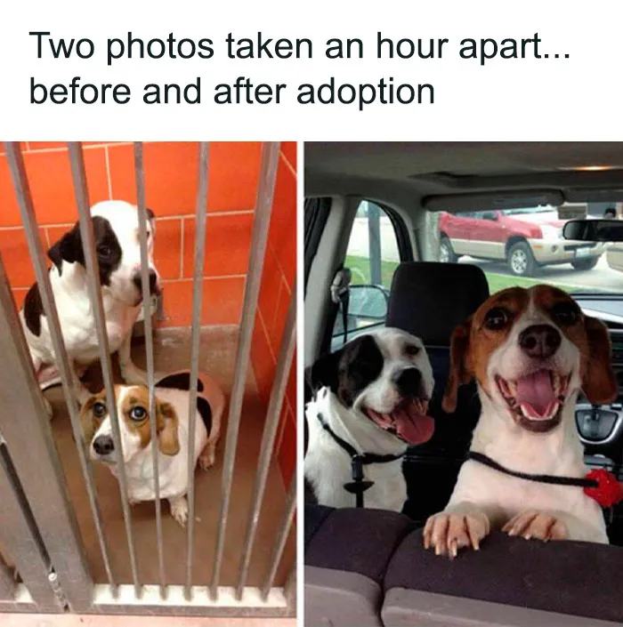 50 Hilariously Wholesome Dog Memes To Brighten Up Your Day