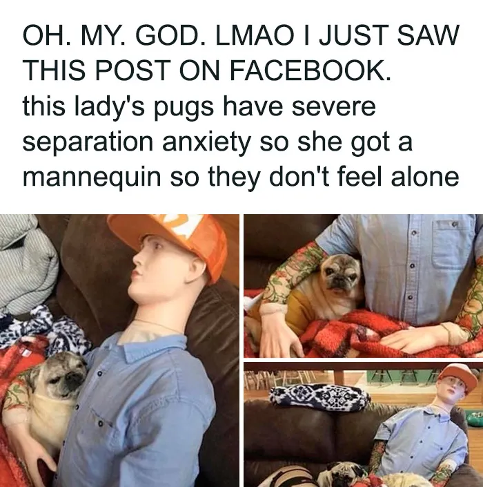 50 Hilariously Wholesome Dog Memes To Brighten Up Your Day