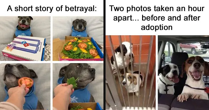 50 Hilariously Wholesome Dog Memes To Brighten Up Your Day