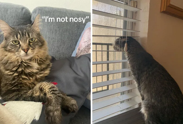 45 Owners Share Hilarious Photos Of Their Pets Being Nosy