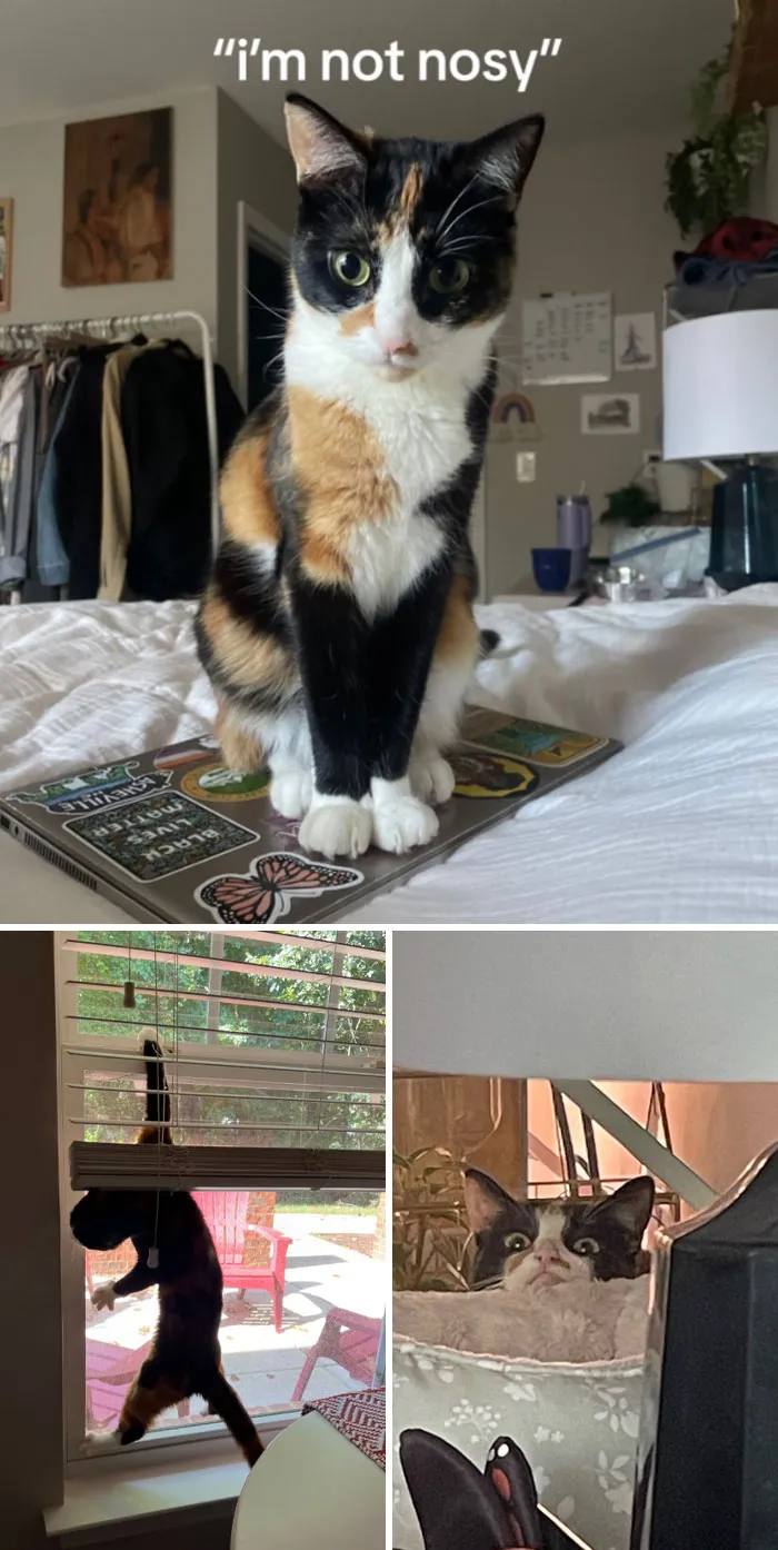 45 Owners Share Hilarious Photos Of Their Pets Being Nosy