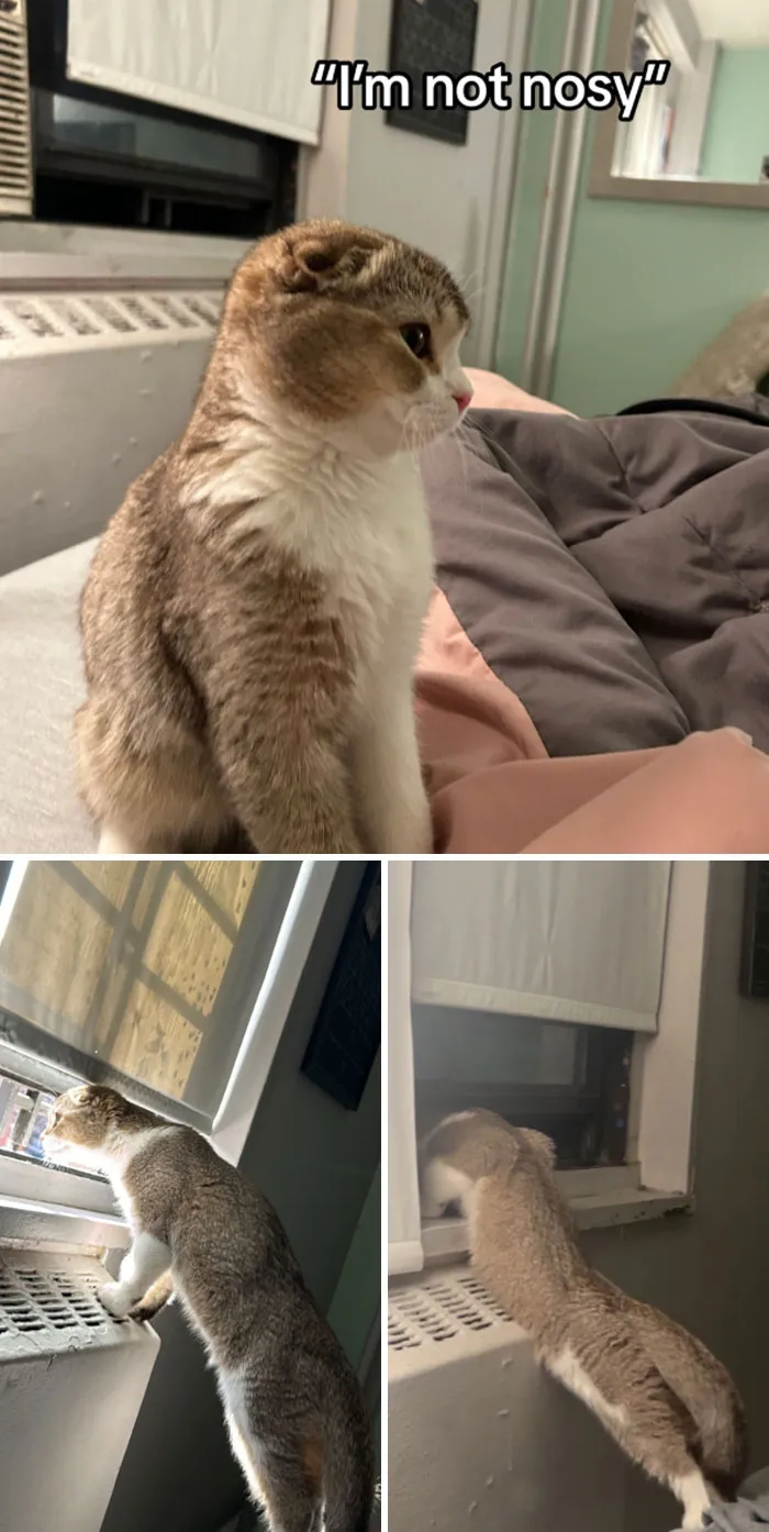 45 Owners Share Hilarious Photos Of Their Pets Being Nosy