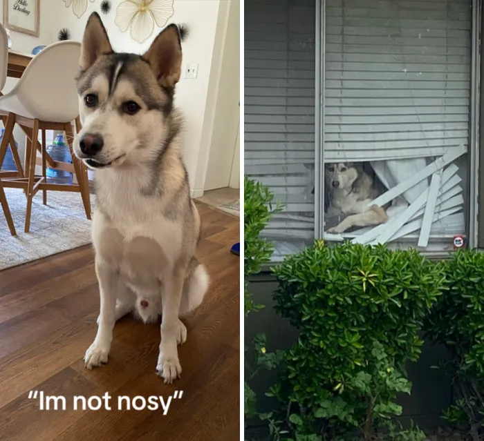 45 Owners Share Hilarious Photos Of Their Pets Being Nosy