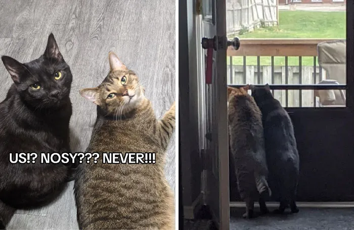 45 Owners Share Hilarious Photos Of Their Pets Being Nosy