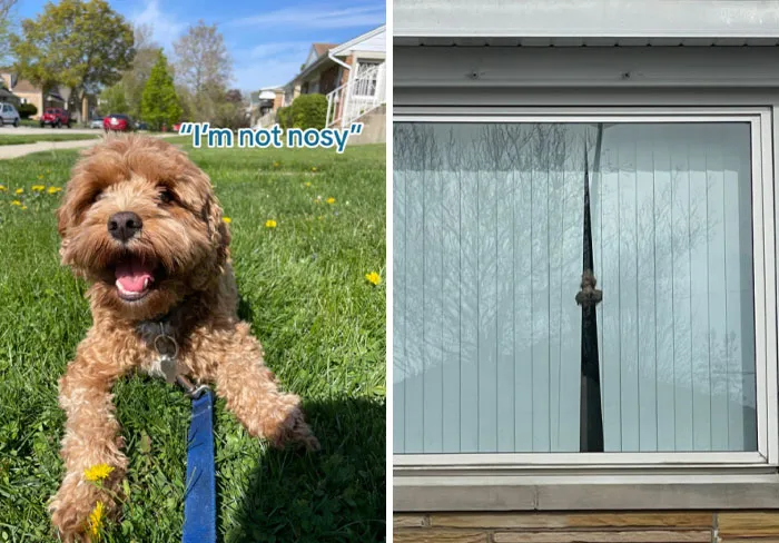 45 Owners Share Hilarious Photos Of Their Pets Being Nosy