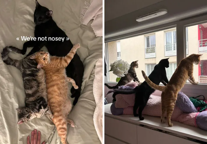 45 Owners Share Hilarious Photos Of Their Pets Being Nosy