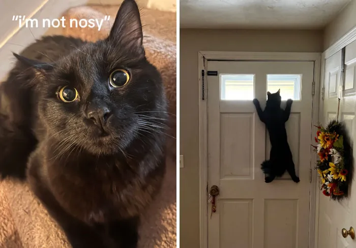 45 Owners Share Hilarious Photos Of Their Pets Being Nosy