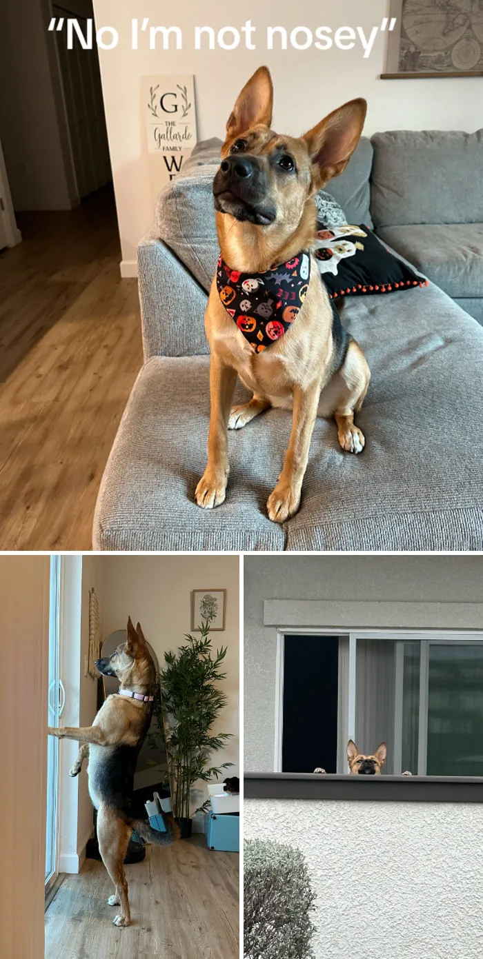 45 Owners Share Hilarious Photos Of Their Pets Being Nosy