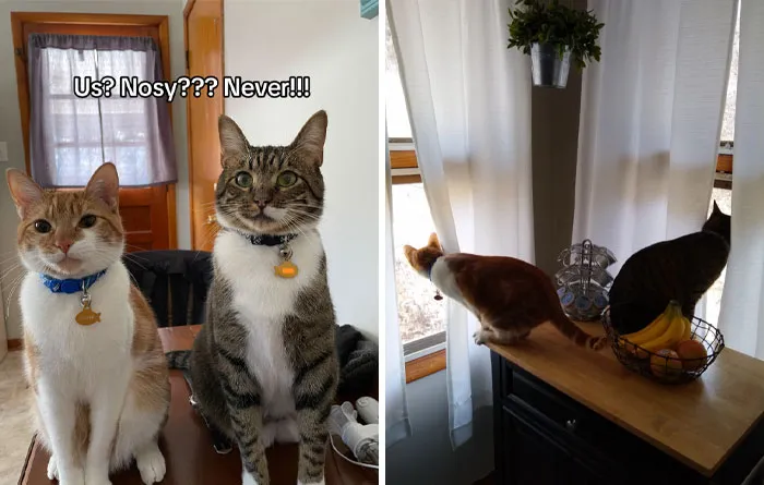 45 Owners Share Hilarious Photos Of Their Pets Being Nosy