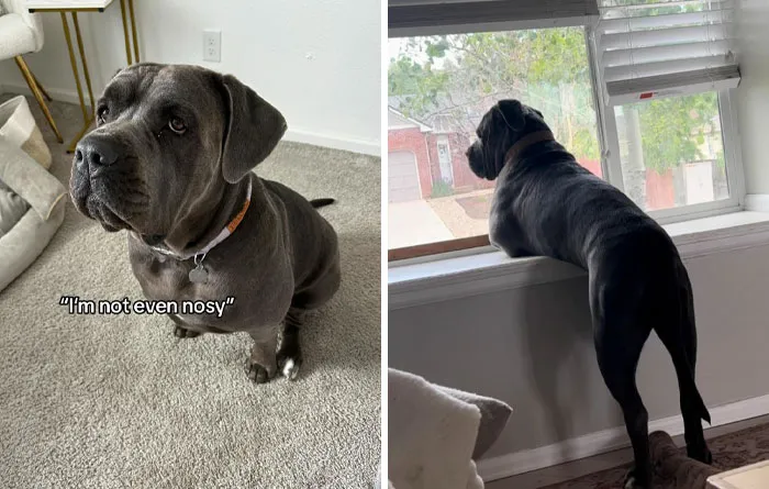 45 Owners Share Hilarious Photos Of Their Pets Being Nosy