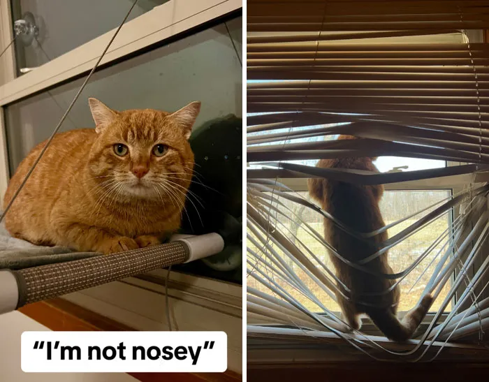 45 Owners Share Hilarious Photos Of Their Pets Being Nosy