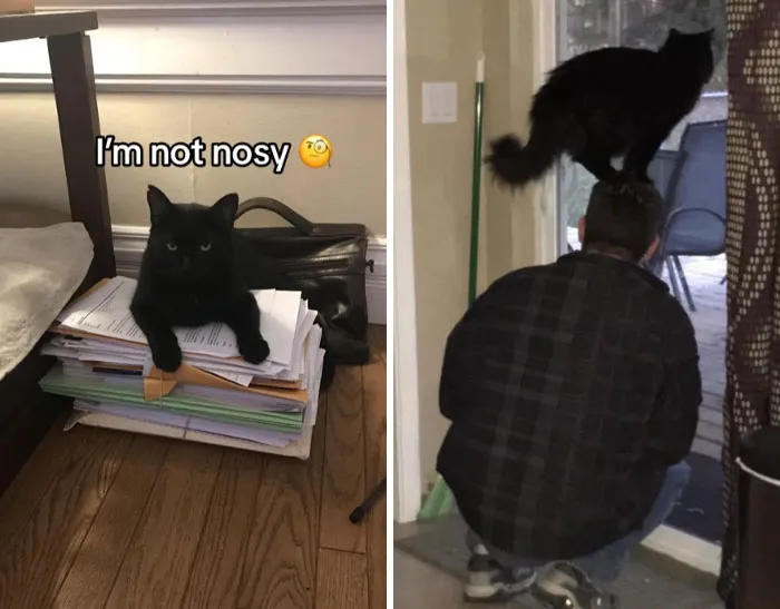 45 Owners Share Hilarious Photos Of Their Pets Being Nosy